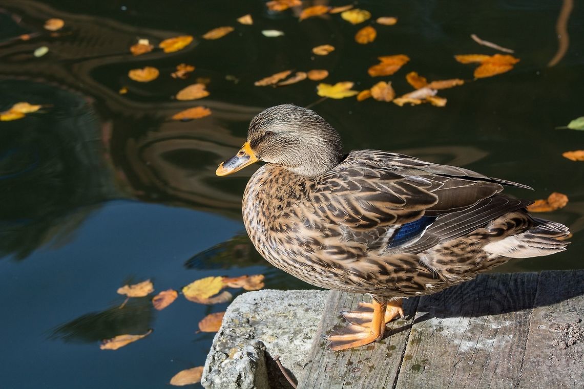 Birds and animals in wildlife. Close up of a Mallard Duck. Femail Female Mallard duck, mallard, eurasian wild duck, Anas platyrhynchos Anas platyrhynchos,Bulgaria,Mallard,anas,animal,autumn,beak,bird,blue,breeding,brown,close,colorful,cute,duck,eye,fall,feathers,female,green