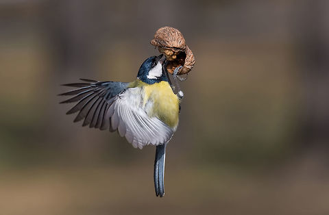 The great tit (Parus major) catching walnut in the air. Cute  Great tit (Parus major) bird in yellow black color catching walnut in the air Bulgaria,Great Tit,Parus major,adorable,air,alone,animal,beak,beautiful,bird,blue,branch,cold,colorful,cute,environment,european,fauna,feather,food