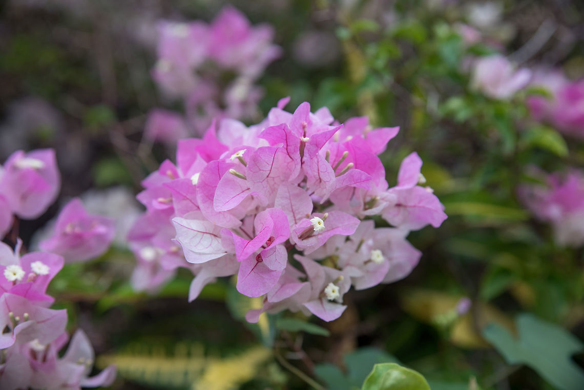 Beautiful  bougainvillea flowers (Bougainvillea glabra choisy) s Pink bougainvillea on nature background in pastel style Bougainvillea glabra,beautiful,beauty,bloom,blooming,blossom,blue,botany,bougainvillea,bright,bush,card,climate,color,colorful,day,decoration,decorative,detail,flora