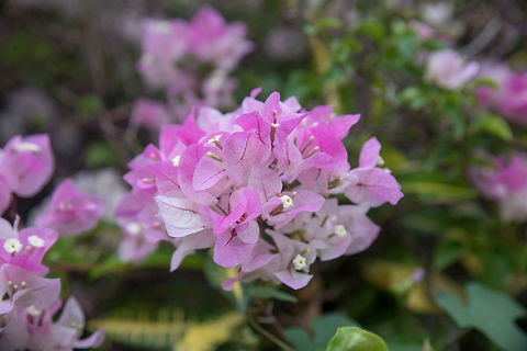 Beautiful  bougainvillea flowers (Bougainvillea glabra choisy) s Pink bougainvillea on nature background in pastel style Bougainvillea glabra,beautiful,beauty,bloom,blooming,blossom,blue,botany,bougainvillea,bright,bush,card,climate,color,colorful,day,decoration,decorative,detail,flora