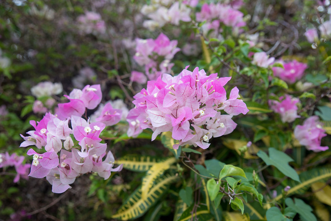 Pink bougainvillea on nature background in pastel style Beautiful  bougainvillea flowers (Bougainvillea glabra choisy) soft focus Bougainvillea glabra,beautiful,beauty,bloom,blooming,blossom,blue,botany,bougainvillea,bright,bush,card,climate,color,colorful,day,decoration,decorative,detail,flora