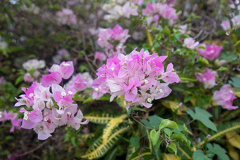 Pink bougainvillea on nature background in pastel style Beautiful  bougainvillea flowers (Bougainvillea glabra choisy) soft focus Bougainvillea glabra,beautiful,beauty,bloom,blooming,blossom,blue,botany,bougainvillea,bright,bush,card,climate,color,colorful,day,decoration,decorative,detail,flora