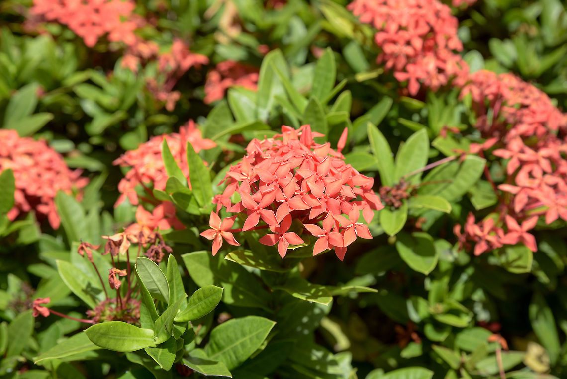 Rubiaceae flower.The red spike flower Rubiaceae flower, Ixora coccinea It is a flowering shrub native Ixora coccinea,Jungle Flame,asia,australian,beautiful,beauty,blossom,bright,color,colorful,decoration,decorative,elegance,floral,flower,fresh,freshness,garden,india,native