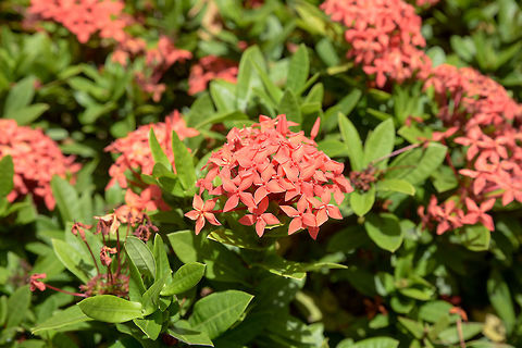 Rubiaceae flower.The red spike flower Rubiaceae flower, Ixora coccinea It is a flowering shrub native Ixora coccinea,Jungle Flame,asia,australian,beautiful,beauty,blossom,bright,color,colorful,decoration,decorative,elegance,floral,flower,fresh,freshness,garden,india,native