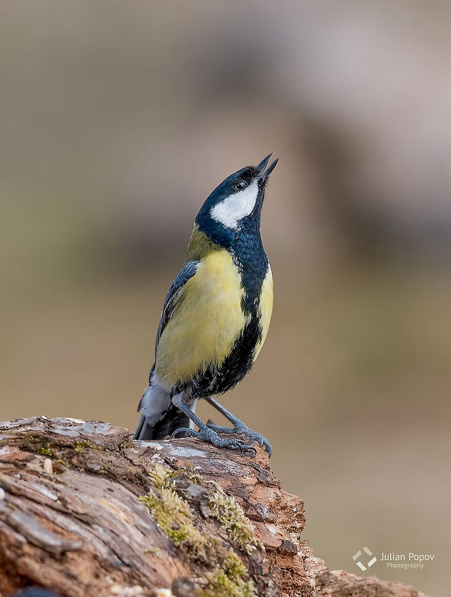 Cute  Great tit (Parus major) Cute  Great tit (Parus major) bird in yellow black color sitting on tree Bulgaria,Geotagged,Great Tit,Parus major,adorable,alone,animal,beak,beautiful,bird,birdwatching,branch,closeup,cold,colorful,cute,environment,european,fauna,feather
