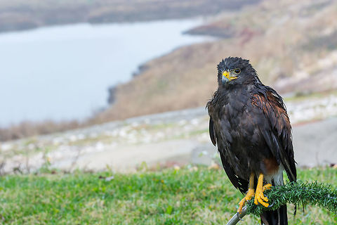 A Harris's Hawk which is a bird of prey and used in falconry  The Harris's hawk , Parabuteo unicinctus, formerly known as the bay-winged hawk or dusky hawk, is a medium-large bird of prey Bulgaria,Geotagged,Harriss hawk,Hunting,Parabuteo unicinctus,animal,avian,beak,beautiful,bird,brown,catch,close,eagle,europe,eye,feather,feathered,grass,green