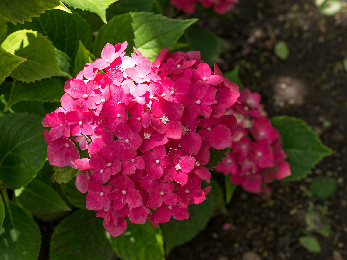 Hydrangea flower (Hydrangea macrophylla) in a garden Hydrangea  flowers. Beauty in nature. Hydrangea macrophylla - Beautiful bush of hydrangea flowers  Bigleaf hydrangea,Hydrangea macrophylla,beautiful,beauty,bloom,blooming,blossom,blue,border,botany,bouquet,bright,bush,close,closeup,color,colorful,design,ecology,flora