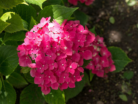 Hydrangea flower (Hydrangea macrophylla) in a garden Hydrangea  flowers. Beauty in nature. Hydrangea macrophylla - Beautiful bush of hydrangea flowers  Bigleaf hydrangea,Hydrangea macrophylla,beautiful,beauty,bloom,blooming,blossom,blue,border,botany,bouquet,bright,bush,close,closeup,color,colorful,design,ecology,flora