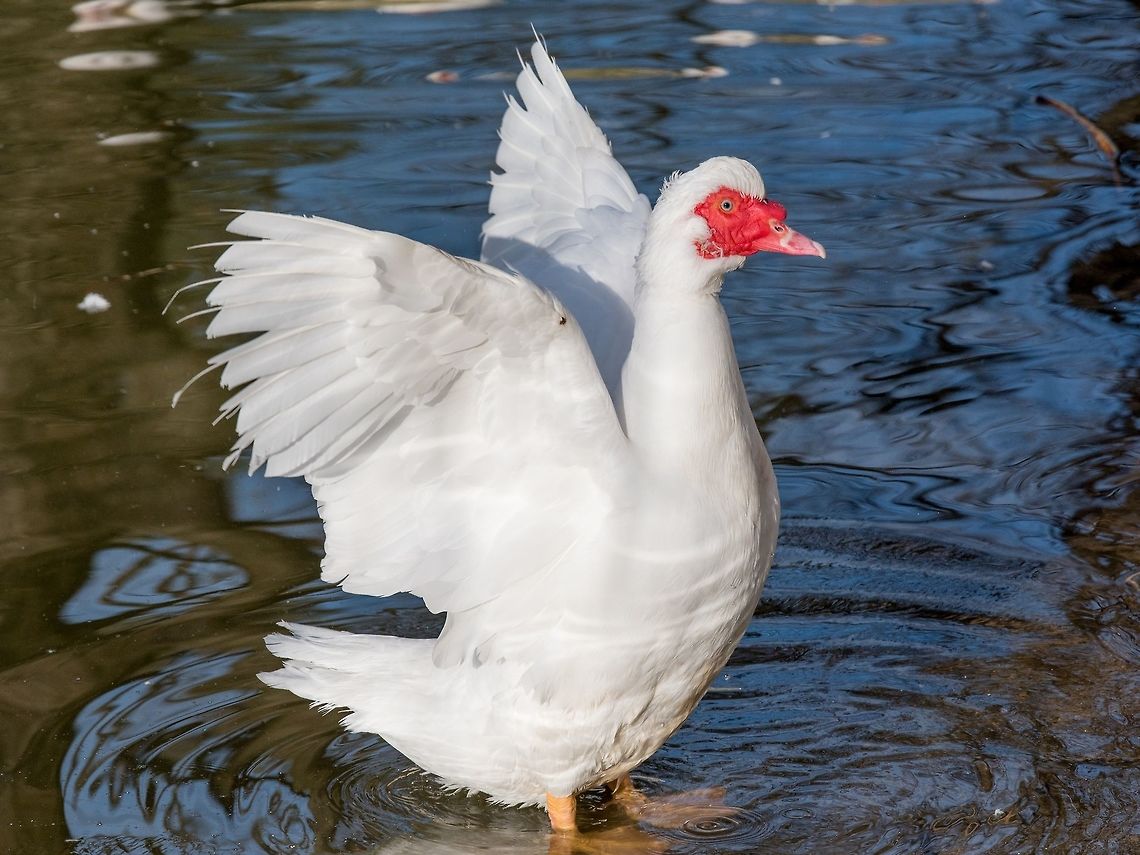Close up of White Muscovy duck .Selective focus White Muscovy duck portrait Musky duck Indoda Barbary duck with red nasal corals in the public garden Cairina moschata,Muscovy duck,agriculture,animal,background,barbary,beak,bill,bird,cairina,close,closeup,corals,domestic,duck,duckling,ducky,eye,face,farm