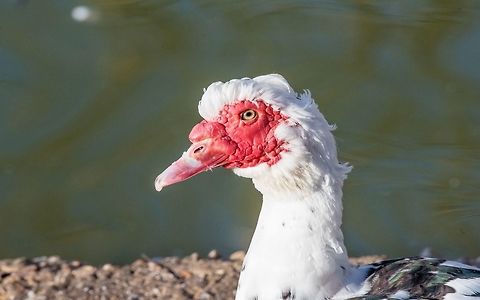 Close up of White Muscovy duck head.Selective focus White Muscovy duck portrait Musky duck Indoda Barbary duck with red nasal corals in the public garden Cairina moschata,Muscovy duck,agriculture,animal,background,barbary,beak,bill,bird,cairina,close,closeup,corals,domestic,duck,duckling,ducky,eye,face,farm
