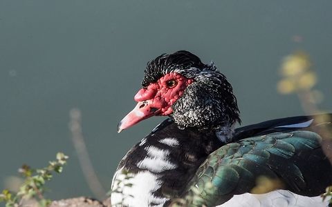 Close up of Black Muscovy duck head. Selective focus Black Muscovy duck portrait Musky duck Indoda Barbary duck with red nasal corals in the public garden Cairina moschata,Muscovy duck,agriculture,animal,background,barbary,beak,bill,bird,cairina,close,closeup,corals,domestic,duck,duckling,ducky,eye,face,farm