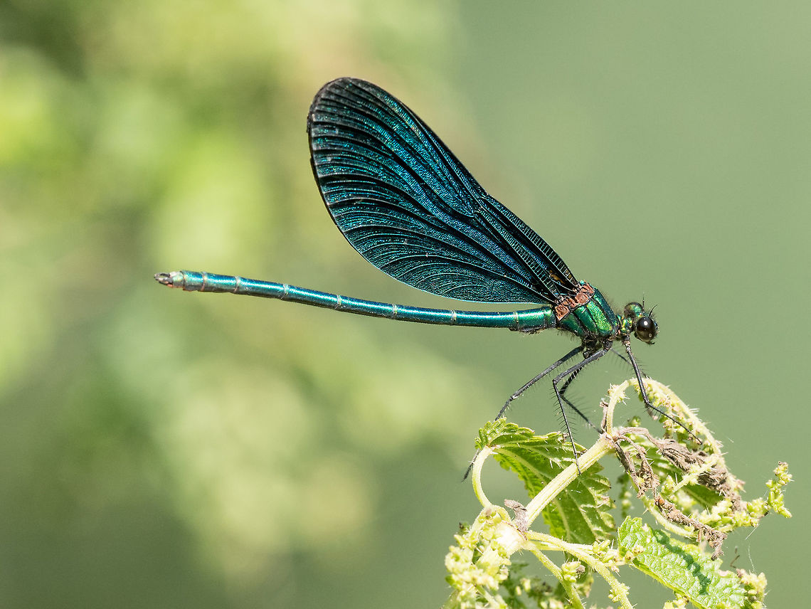 Beautiful Demoiselle( Calopteryx virgo) belonging to View on a Beautiful demoiselle in the Morning Light. Close-up of a blue Dragonfly at the Lake. Dragonflies (Calopteryx virgo). A Dragonfly sits on a green Leaf Banded Demoiselle,Beautiful demoiselle,Calopteryx splendens,Calopteryx virgo,background,banded,blue,body,calopterygidae,calopteryx,closeup,damselfly,demoiselle,eye,green,insect,lacy,macro,male,metallic