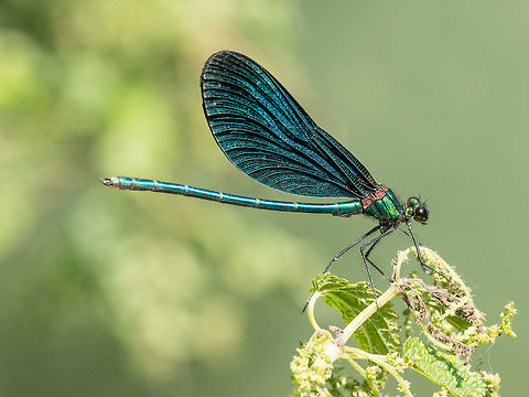 Beautiful Demoiselle( Calopteryx virgo) belonging to View on a Beautiful demoiselle in the Morning Light. Close-up of a blue Dragonfly at the Lake. Dragonflies (Calopteryx virgo). A Dragonfly sits on a green Leaf Banded Demoiselle,Beautiful demoiselle,Calopteryx splendens,Calopteryx virgo,background,banded,blue,body,calopterygidae,calopteryx,closeup,damselfly,demoiselle,eye,green,insect,lacy,macro,male,metallic