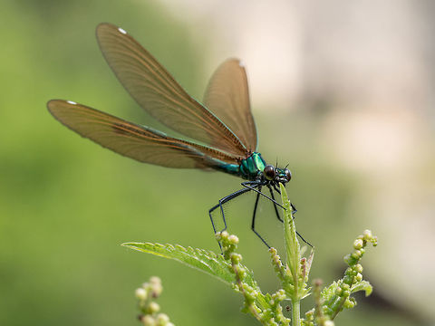 Beautiful  Banded Demoiselle( Calopteryx splendens) belonging to View on a Beautiful demoiselle in the Morning Light. Close-up of a blue Dragonfly at the Lake. Dragonflies (Calopteryx virgo). A Dragonfly sits on a green Leaf Banded demoiselle,Calopteryx splendens,background,banded,blue,body,calopterygidae,calopteryx,closeup,damselfly,demoiselle,eye,green,insect,lacy,macro,male,metallic,profile,resting