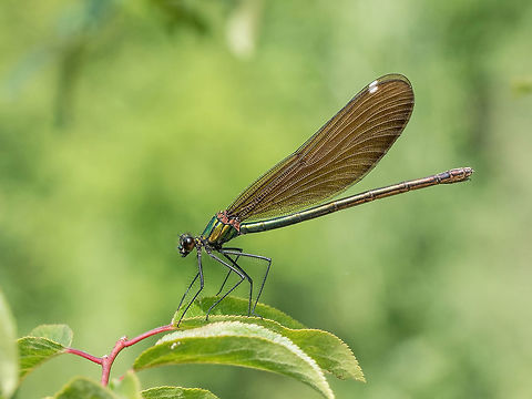 Beautiful  Banded Demoiselle( Calopteryx splendens) belonging to View on a Beautiful demoiselle in the Morning Light. Close-up of a blue Dragonfly at the Lake. Dragonflies (Calopteryx virgo). A Dragonfly sits on a green Leaf Banded demoiselle,Calopteryx splendens,background,banded,blue,body,calopterygidae,calopteryx,closeup,damselfly,demoiselle,eye,green,insect,lacy,macro,male,metallic,profile,resting