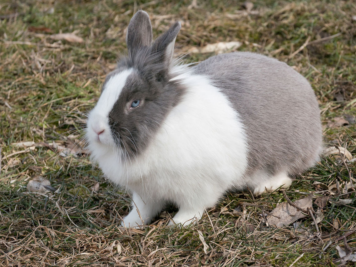 Dutch blue rabbit close-up Dutch Rabbit domestic, sitting, feeding on grass European Rabbit,Oryctolagus cuniculus,animal,background,beautiful,blue,breed,bunny,cautious,child,coat,cute,dutch,dwarf,ear,eating,fluffy,foot,forest,fur