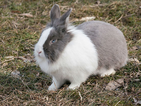 Dutch blue rabbit close-up Dutch Rabbit domestic, sitting, feeding on grass European Rabbit,Oryctolagus cuniculus,animal,background,beautiful,blue,breed,bunny,cautious,child,coat,cute,dutch,dwarf,ear,eating,fluffy,foot,forest,fur