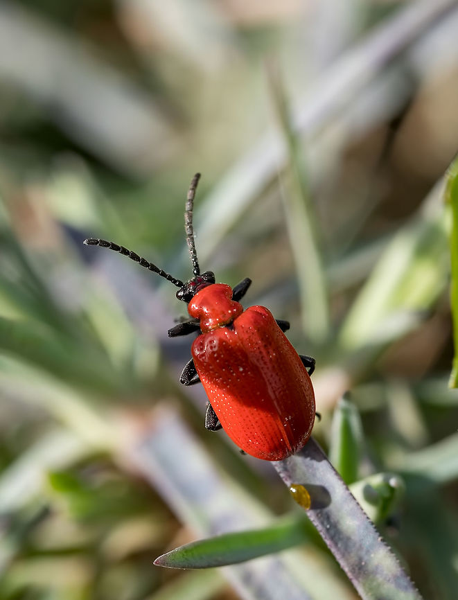 Lily Leaf Beetle Lily Leaf Beetle - Lilioceris lilii<br />
 Bulgaria,Chrysomelidae,Criocerinae,Lilioceris,Lilioceris lilii,Lily leaf beetle,animal,animalia,arthropod,arthropoda,background,beetle,bug,close-up,closeup,coleoptera