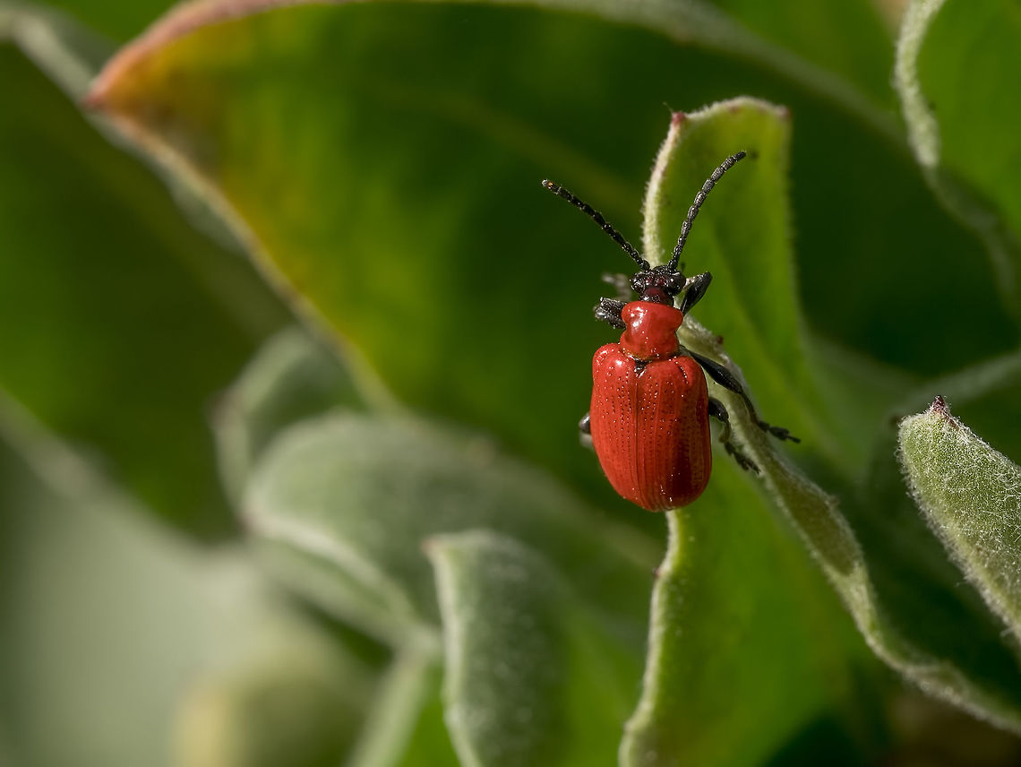 Lily Leaf Beetle lat. Lilioceris lilii-Lily Leaf Beetle Bulgaria,Chrysomelidae,Criocerinae,Lilioceris,Lilioceris lilii,Lily leaf beetle,animal,animalia,arthropod,arthropoda,background,beetle,bug,close-up,closeup,coleoptera