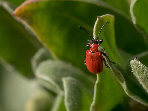 Lily Leaf Beetle lat. Lilioceris lilii-Lily Leaf Beetle Bulgaria,Chrysomelidae,Criocerinae,Lilioceris,Lilioceris lilii,Lily leaf beetle,animal,animalia,arthropod,arthropoda,background,beetle,bug,close-up,closeup,coleoptera