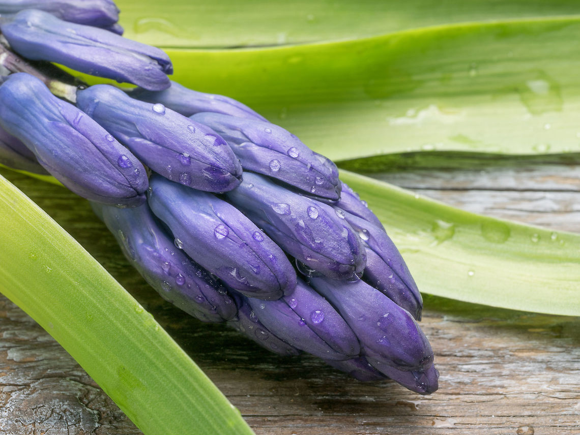 Closeup purple Hyacinthus. Spring flower background.  Macro shot of purple Hyacinthus flower  for background use.Spring flowers Bulgaria,Hyacinthus orientalis,background,beautiful,beauty,bloom,blooming,blossom,blue,botany,bouquet,bright,bulb,closeup,color,colorful,decoration,dutch,flora,floral