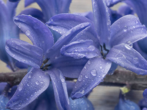 Closeup purple Hyacinthus. Spring flower background.  Macro shot of purple Hyacinthus flower  for background use.Spring flowers Hyacinthus orientalis,background,beautiful,beauty,bloom,blooming,blossom,blue,botany,bouquet,bright,bulb,closeup,color,colorful,decoration,dutch,flora,floral,flower
