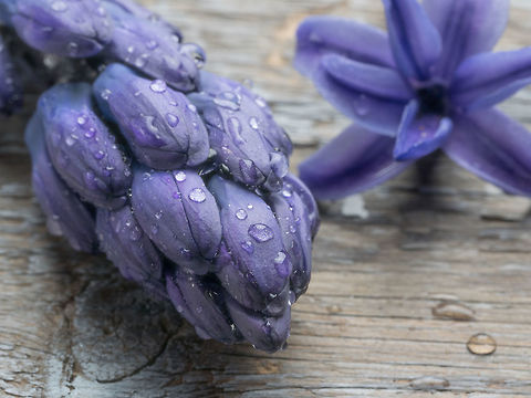 Closeup purple Hyacinthus. Spring flower background. Macro shot of purple Hyacinthus flower for background use.Spring flowers Bulgaria,Geotagged,Hyacinthus orientalis,background,beautiful,beauty,bloom,blooming,blossom,blue,botany,bouquet,bright,bulb,closeup,color,colorful,decoration,dutch,flora