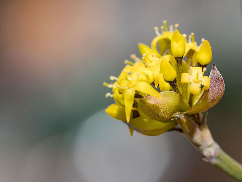 Blossoms of a Cornelian cherry bush (Cornus mas) in spring Blooming flowers of Cornelian cherry European cornel Cornelian (Cornus mas) Bulgaria,Cornelian cherry,Cornus mas,background,beauty,bloom,blooming,blossom,blue,branch,cherry,closeup,color,colorful,cornel,cornelian,corneliancherry,corneliancherrydogwood,cornus,cornusmas
