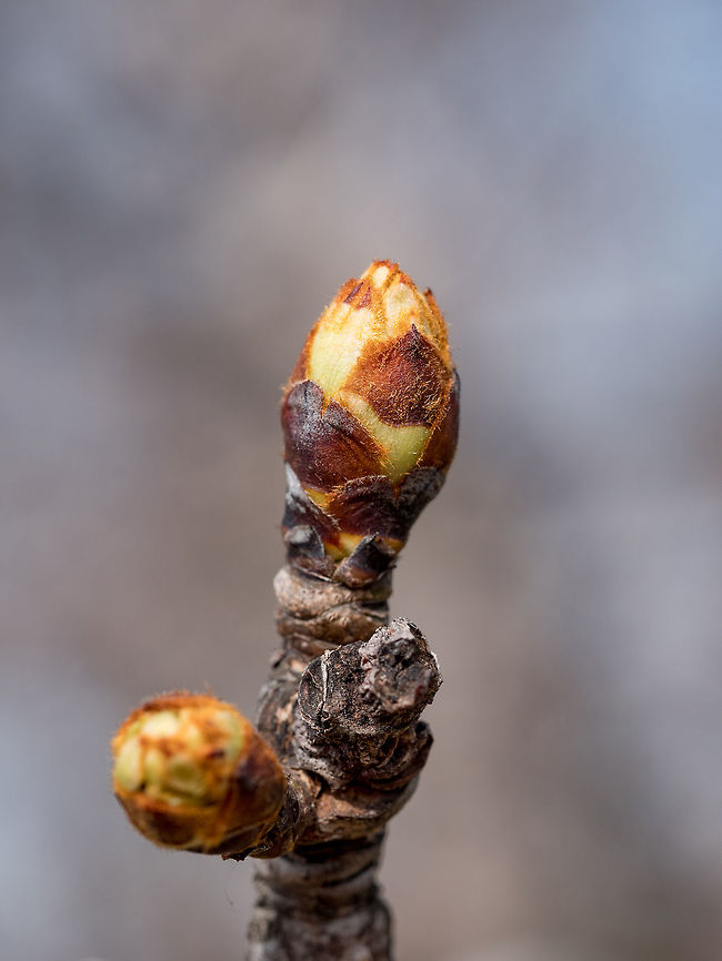 Macro of flower buds on pear tree brunch at spring Macro of Pear buds in early spring ready to be opened Bulgaria,Pyrus communis,blossom,bud,budding,burgeon,flower,fresh,freshness,fruit-tree,fruiter,green,isolated,macro,orchard,pear,red,spring,springtime,sprout