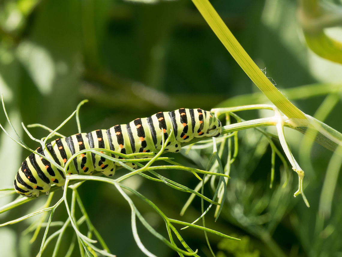 Side view of pest green caterpillar  . macro of butterfly larva Wet burdened a macro shot of a green Caterpillar (of Papilio / swallowtail butterfly) climbing on a branch Heteropelma scaposum,Old World swallowtail,Papilio machaon,Two-toned caterpillar parasite,animal,black,branch,butterfly,camouflage,caterpillar,color,colored,crawling,dew,drop,focus,foreground,green,hanging,insect