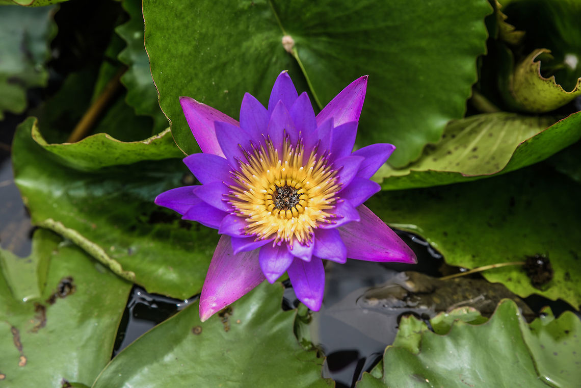 Beautiful purple  lotus flower that grows on a lotus leaf.Nympha <br />Beautiful purple  lotus flower that grows on a lotus leaf<br /> Indian lotus,Nelumbo nucifera,aquatic,background,beautiful,beauty,black,bloom,blooming,blossom,botanical,bud,close,colorful,dark,decoration,deep,design,elegance,exotic