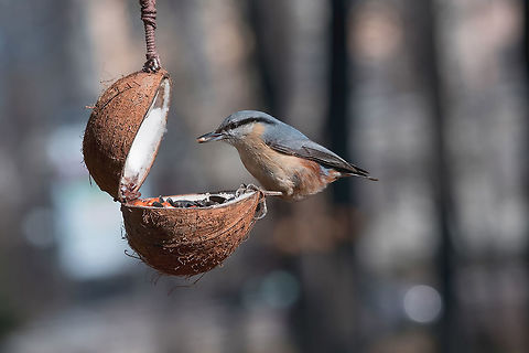 Eurasian nuthatch (Sitta europaea) taking nuts from bird feeder Wood nuthatch (Eurasian nuthatch) taking nuts from bird feeder with copy space Eurasian Nuthatch,Sitta europaea,animal,autumn,background,beak,bird,birdwatching,blue,branch,brown,closeup,copy,diagonal,environment,eurasian,europe,fauna,feather,feeder