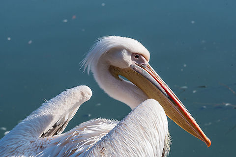 Pink Pelican in the wild. Beautiful pelican portrait. The Pink Pelican. Rare bird species Great white pelican,Pelecanus onocrotalus,animal,background,beach,beak,beautiful,beauty,big,bird,black,blue,brown,close up,detail,everglades,eye,fauna,feather,head