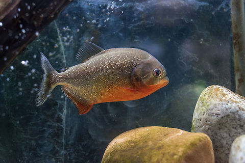 Red Bellied Piranha fish underwater close up view. Red piranha (Pygocentrus nattereri), also known as the red-bellied piranha.  Pygocentrus nattereri,Red-bellied piranha,actinopterygii,amazon,america,american,animal,aquarium,bellied,brazil,characiformes,fauna,fish,fishes,fresh,freshwater,life,machado,nattereri,natural