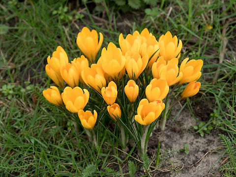 Crocuses in spring. Crocuses. Flowers in spring Yellow  crocus flowers. Crocuses.Spring time landscape Crocus vernus,Spring Crocus,air,beautiful,blooming,blossoms,close-up,colors,crocus,crocuses,decorative,flower,freshness,garden,grass,green,growing,growth,happy,head
