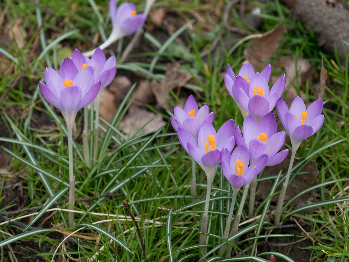Crocuses in spring. Crocuses. Flowers in spring Purple  crocus flowers. Crocuses.Spring time landscape Crocus vernus,air,beautiful,blooming,blossoms,close-up,colors,crocus,crocuses,decorative,flower,freshness,garden,grass,green,growing,growth,happy,head,macro