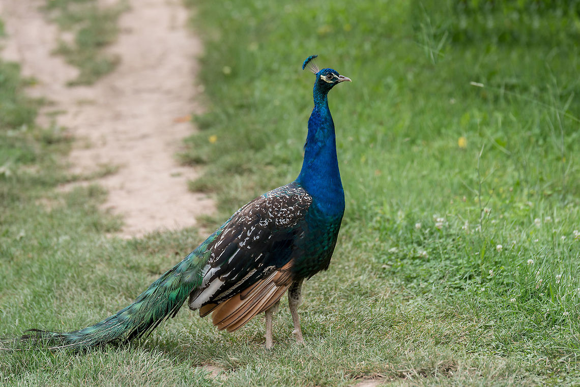 Beautiful peacock . Portrait of peacock with feathers  Portrait of peacock with feathers Indian peafowl,Pavo cristatus,bird,bright,ceremony,display,exhibition,feather,green,head,majestic,male,narcissistic,peacock,peafowl,pheasant,plumage,pride,show,tail