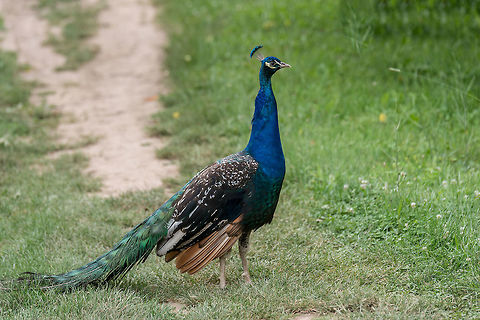 Beautiful peacock . Portrait of peacock with feathers  Portrait of peacock with feathers Indian peafowl,Pavo cristatus,bird,bright,ceremony,display,exhibition,feather,green,head,majestic,male,narcissistic,peacock,peafowl,pheasant,plumage,pride,show,tail