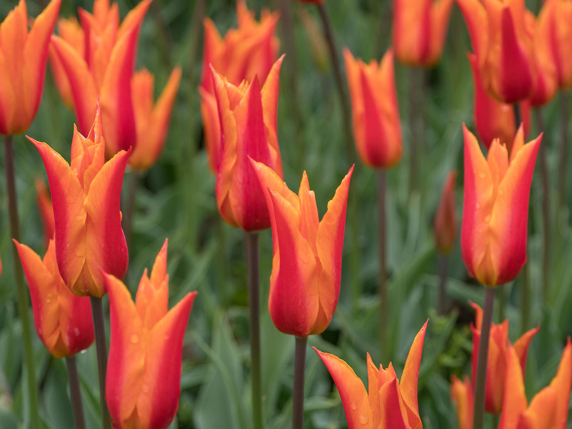 Tulip flower field. Flowers background Tulip flower field. Flowers background. Beautiful flowers of tulips. Spring flowers Holland,Tulipa gesneriana,background,beautiful,beauty,blossom,bouquet,bright,closeup,cloth,color,colorful,day,field,flora,floral,flower,fresh,freshness,garden