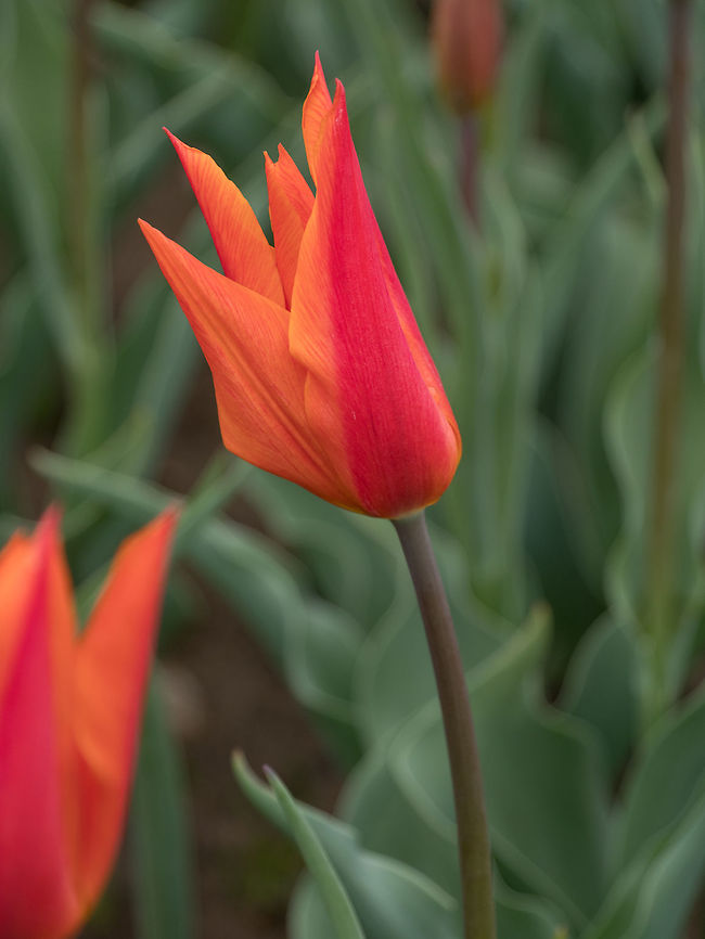 One  tulip on a field of light tulips One  tulip on a field of light tulips, the Netherlands Holland,Tulipa gesneriana,background,beautiful,beauty,blossom,bouquet,bright,closeup,cloth,color,colorful,day,field,flora,floral,flower,fresh,freshness,garden