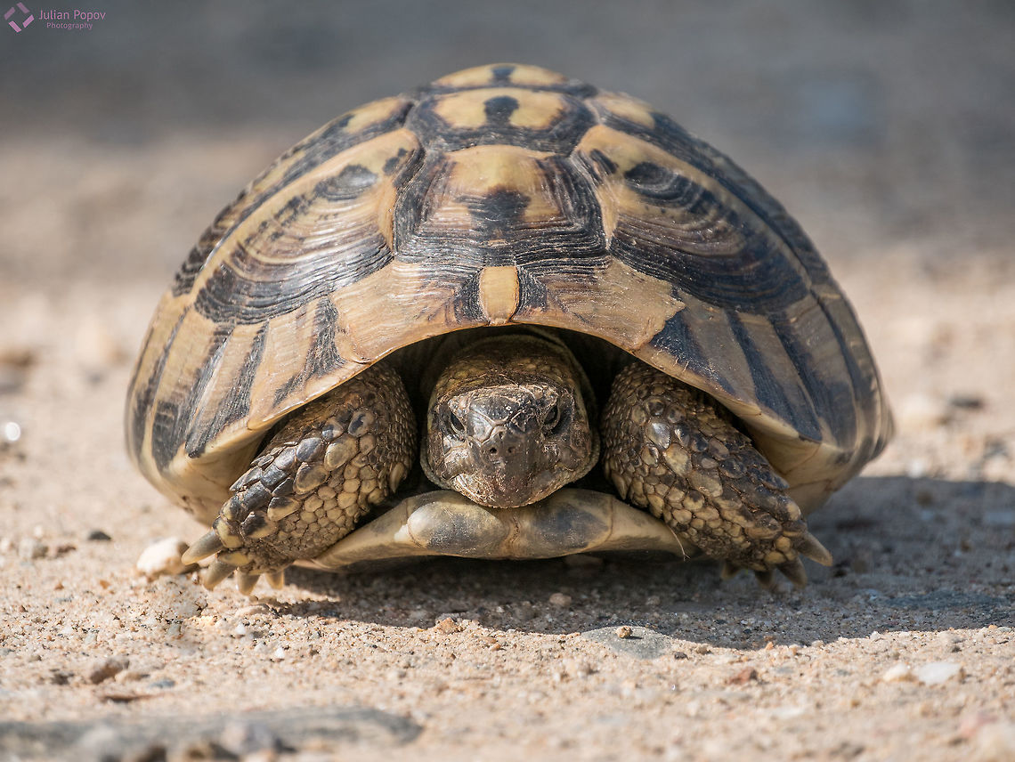 Testudo hermanni Hermann's tortoise (Testudo hermanni ) is one of five tortoise species traditionally placed in the genus Testudo, Greece,animal,background,biology,carapace,endangered,environment,european,fauna,graeca,grass,greek,green,habitat,head,herbivore,hermann,hermanni,ibera,italian