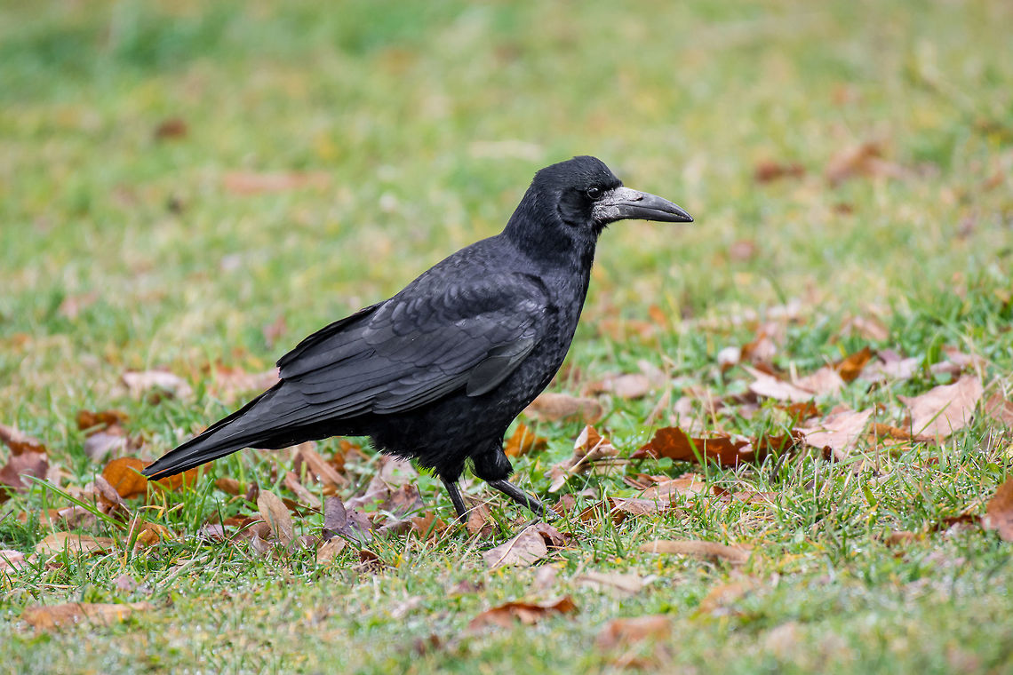 Carrion Crow (Corvus corone) standing in the meadow Black crow bird - corvus corone on the grass in the city Carrion Crow,Corvus corone,Geotagged,Italy,animal,animalia,aves,avian,beak,bird,black,branch,bright,carrion,cawing,city,claw,common,corone,corvid