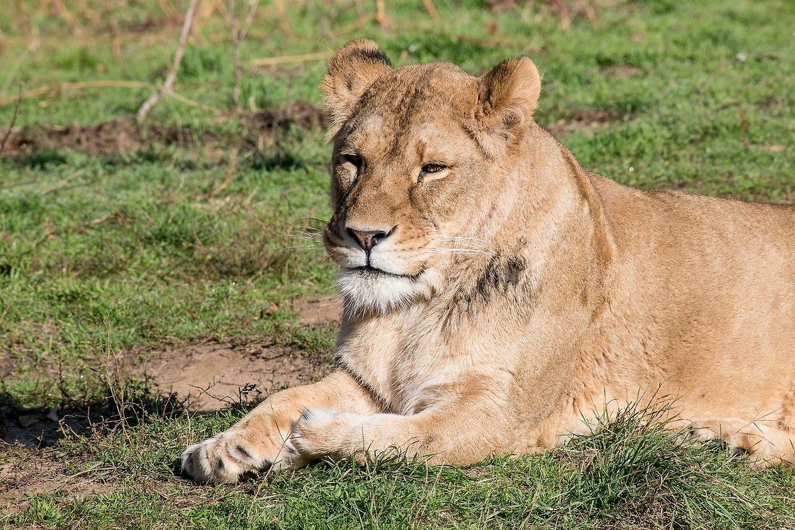 Image of a female african  lion on nature background. African lion on nature background. Wild Animals  Lion,Panthera leo,adult,africa,african,animal,beast,beautiful,big,carnivore,cat,danger,dangerous,ecology,face,family,feline,female,hunter,kenya
