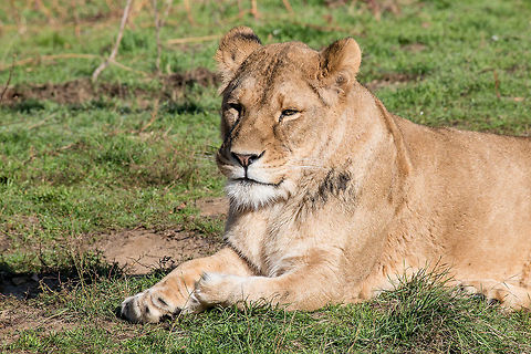 Image of a female african  lion on nature background. African lion on nature background. Wild Animals  Lion,Panthera leo,adult,africa,african,animal,beast,beautiful,big,carnivore,cat,danger,dangerous,ecology,face,family,feline,female,hunter,kenya
