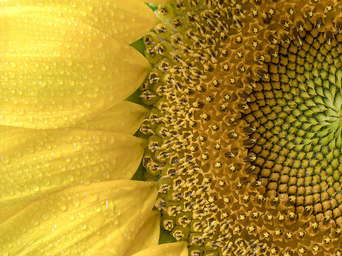 Sunflower texture and background. Texture of sunflower pollen.  Sunflower texture and background. Texture of sunflower pollen. Macro view of abstract nature texture and background  Organic pattern. Sunflower in bloom. Common sunflower,Helianthus annuus,agriculture,background,beautiful,beauty,blooming,blossom,botany,bright,circle,close,close-up,closeup,color,detail,energy,field,flora,floral