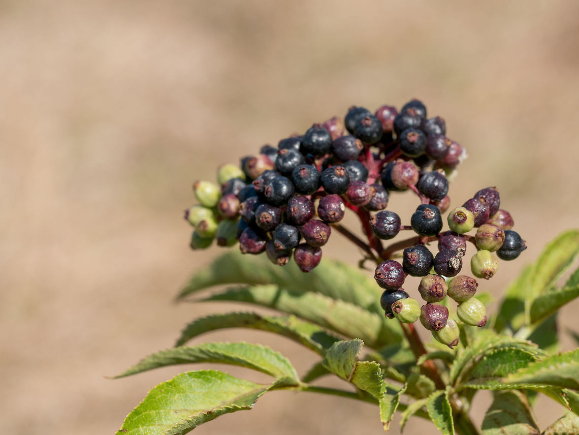 Elderberry. Close up view of wet elderberry's bunch Elderflower or Sambucus nigra in full bloom in spring.Selective focus. Sambucus nigra,autumn,background,berries,black,bowl,bunch,chipped,copy,crop,delicious,eating,elderberry,focus,food,forest,fresh,garden,green,group