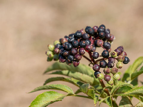 Elderberry. Close up view of wet elderberry's bunch Elderflower or Sambucus nigra in full bloom in spring.Selective focus. Sambucus nigra,autumn,background,berries,black,bowl,bunch,chipped,copy,crop,delicious,eating,elderberry,focus,food,forest,fresh,garden,green,group