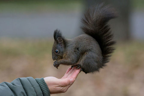 A human feeding a squirrel in a park during autumn Squirrel eats from the hand. The squirrel trusts the person. Bulgaria,Red Squirrel,Sciurus vulgaris,adorable,animal,autumn,british,brown,bushy,closeup,creature,curious,cute,eat,face,fauna,feeding,flora,fluffy,forest