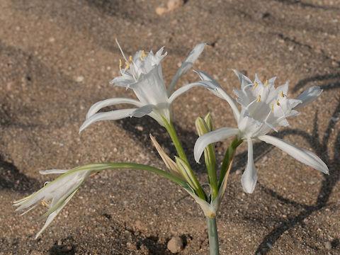 A white flower of sea daffodil Pancratium maritimum Pancratium maritimum, or sea daffodil, bulbous plant of the Mediterranean region and Black Sea with Amaryllis borer, Crinum borer, Lily borer or Kew arches. Pancratium maritimum,Sand Lily,Sea Daffodil,United Kingdom,beach,beautiful,botanical,botany,close,daffodil,day,daylight,flower,garden,green,grow,growing,grown,lily,maritimum