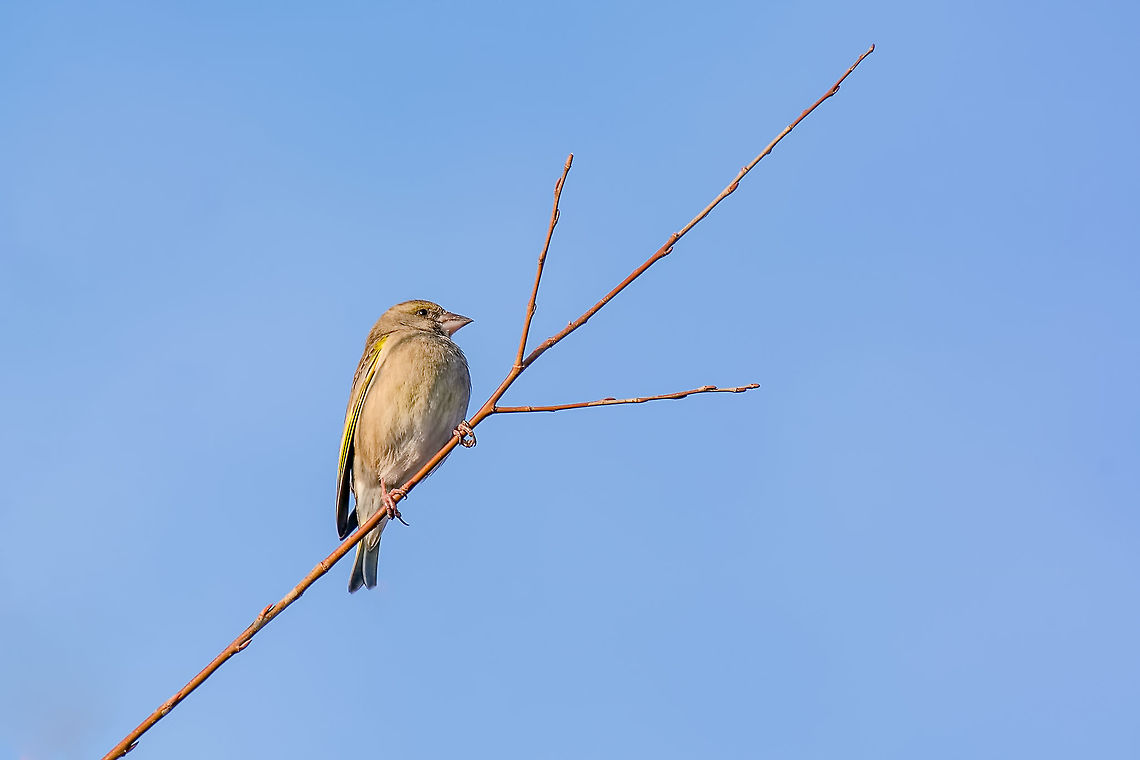 European Greenfinch (Carduelis chloris)in natural habitat  Greenfinch (Carduelis chloris) on a twig.Selective focus Bulgaria,Carduelis chloris,European Greenfinch,animal,art,background,beautiful,beauty,bird,blue,branch,british,carduelis,chloris,cold,color,europe,european,flora,garden